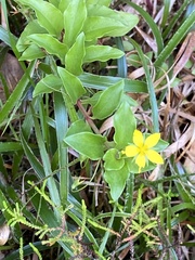 Lysimachia azorica