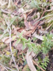 Euryomyrtus ramosissima