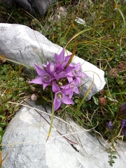 Gentianella