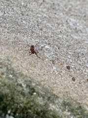 Myrmentoma
