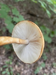 Gymnopilus luteus