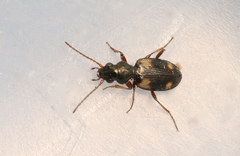 Bembidion quadrimaculatum