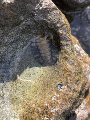 Acanthopleura gemmata