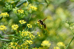 Poecilopompilus interruptus
