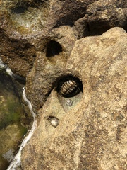 Acanthopleura gemmata