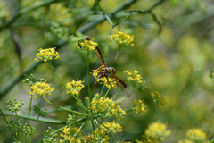 Poecilopompilus interruptus