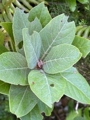 Laurus azorica