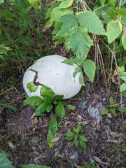 Reticularia lycoperdon
