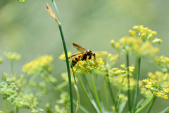 Poecilopompilus interruptus