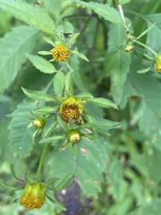 Bidens aristosa