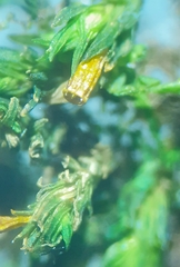 Orthotrichaceae