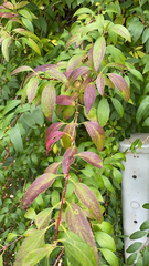 Forsythia × intermedia