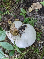Reticularia lycoperdon