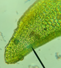 Orthotrichaceae