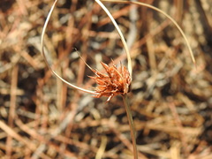 Cyperus capitatus