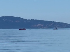 Orcinus orca