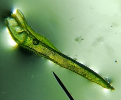 Orthotrichaceae