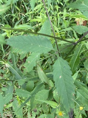 Bidens aristosa