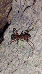 Dolichoderus