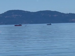 Orcinus orca