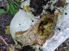 Reticularia lycoperdon