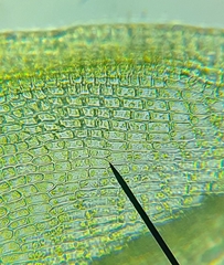 Orthotrichaceae