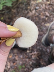 Gyroporus castaneus