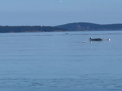 Orcinus orca