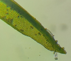 Orthotrichaceae