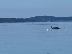 Orcinus orca