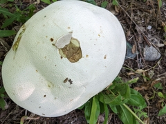 Reticularia lycoperdon