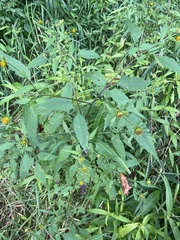 Bidens aristosa
