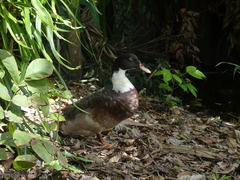 Anas platyrhynchos × Cairina moschata
