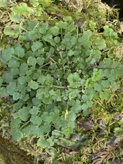 Cardamine caldeirarum