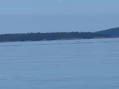 Orcinus orca