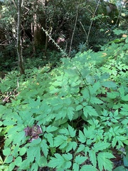 Actaea