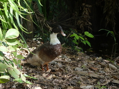 Anas platyrhynchos × Cairina moschata