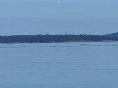 Orcinus orca
