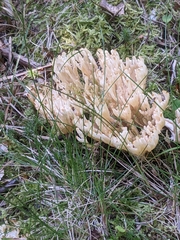 Sebacina schweinitzii