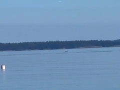 Orcinus orca