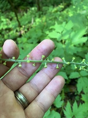 Actaea