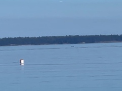 Orcinus orca