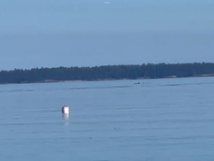 Orcinus orca