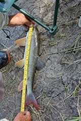 Moxostoma macrolepidotum