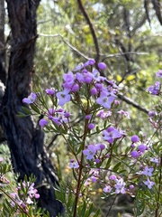 Boronia pinnata