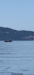Orcinus orca