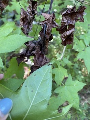 Camponotus subbarbatus