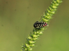 Acmaeodera disjuncta