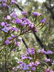 Boronia pinnata