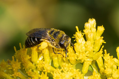 Colletes simulans armatus